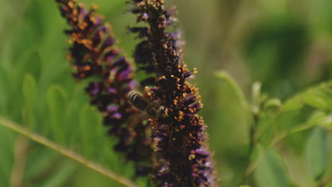 bee pollinates in tall perennial plant in the fields