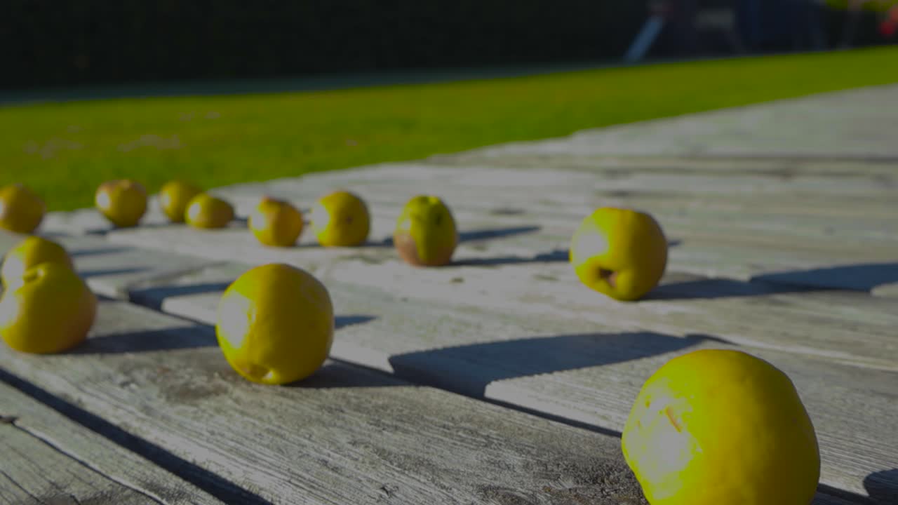 Footage of Unquidonia, quince fruits placed on the terrace deck.Camera moves from one side to another capturing sunlight on the fruits and casting shadows. Backyard with green lawn is in the distant.
