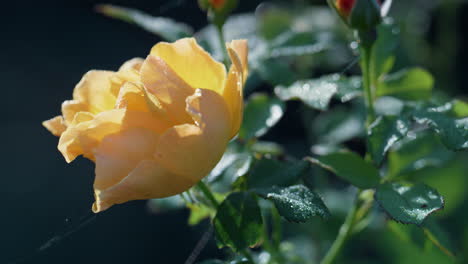 Yellow-rose-blooming-bush-close-up.-Flower-growing-on-lush-shrubbery-autumn-day.