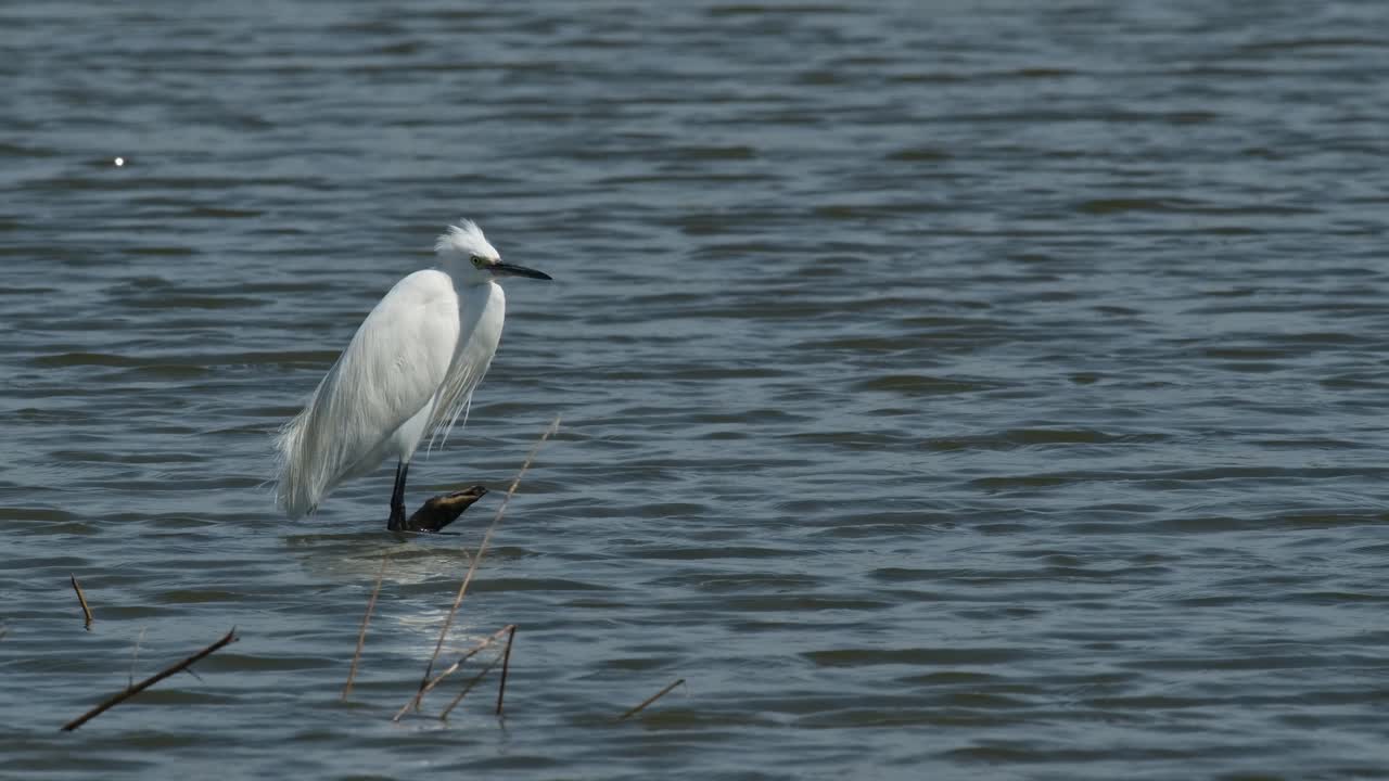 바람이 불면서 중간에 휴식을 취하면서 오른쪽으로 향하는 작은 에그레타 가르제타 (egretta garzetta)