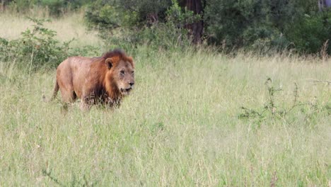 León-Africano-Macho-Camina-A-Través-De-Un-Prado-Alto-Y-Cubierto-De-Hierba,-Tiro-Panorámico