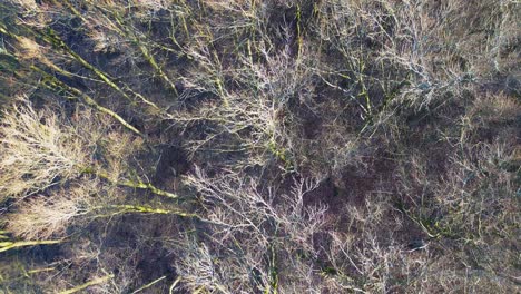 Aerial-View-of-Sunlit-Deciduous-Forest-in-Early-Spring