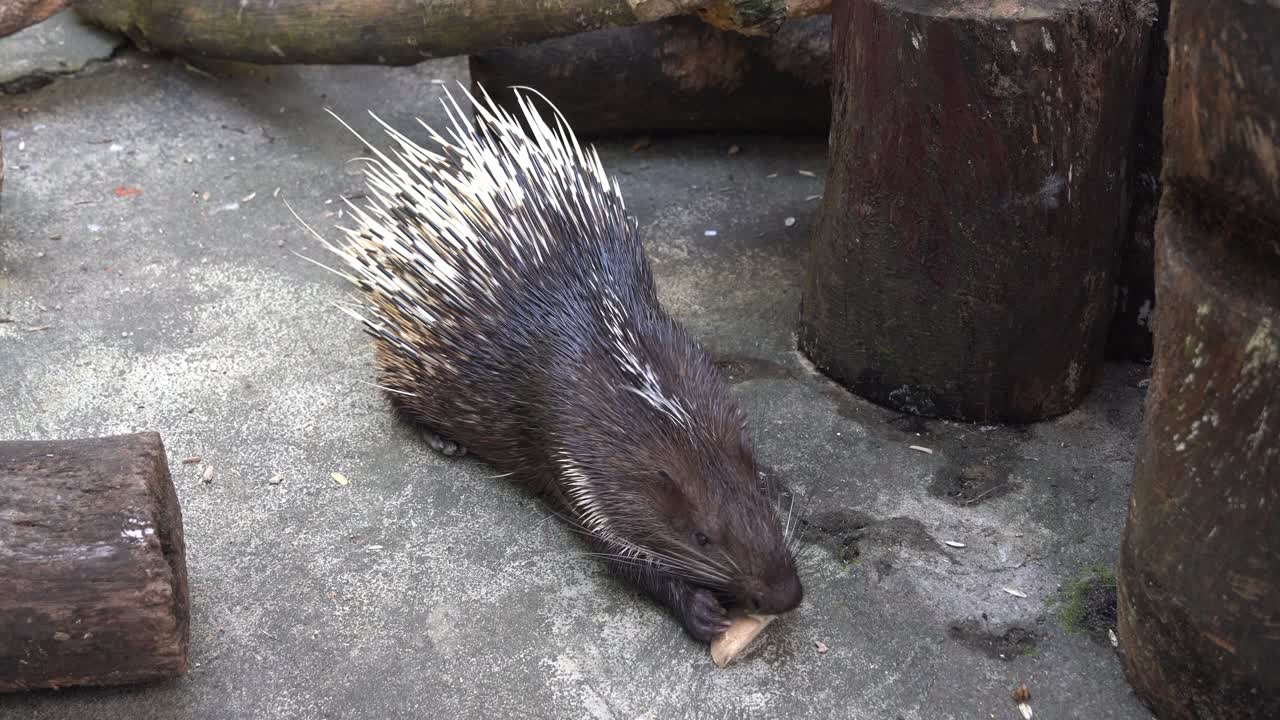 사랑스러운 말라야 고슴도치 또는 히말라야 고슴도치, 뾰족한 깃펜으로 덮인 히스트릭스 브라치우라, 두 손을 잡고 땅에 있는 맛있고 맛있는 뿌리를 먹느라 바쁩니다.