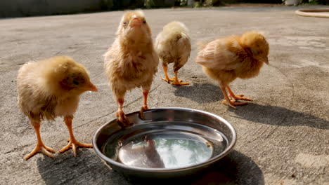 group of baby chicks or baby chicken drinking water from a bowl outdoors standing in sunlight on winter morning