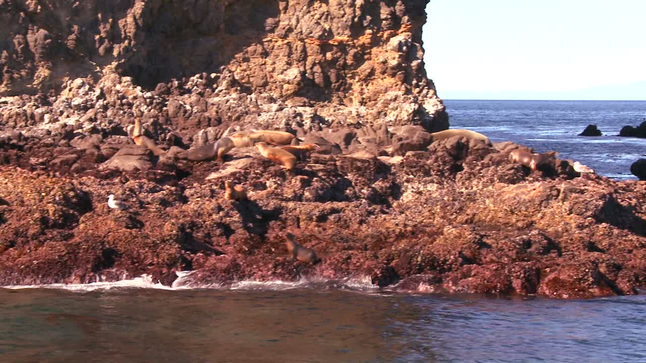 una colonia de focas en el parque nacional de las islas del canal como se ve desde un barco cerca de la costa