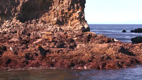 A-seal-rookery-in-Channel-Islands-National-Park-as-seen-from-a-boat-just-offshore