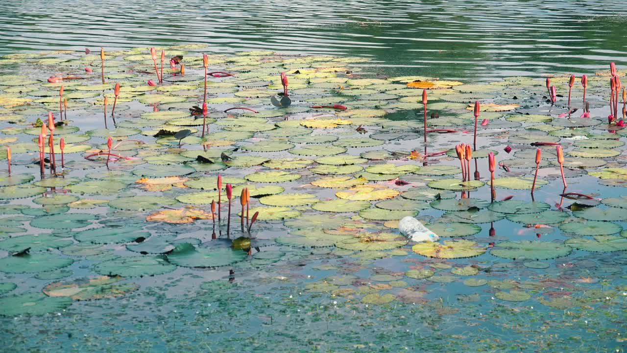 Discarded Single Use Plastic Water Bottle Amongst the Water Lilies in the Moat of Angkor Wat