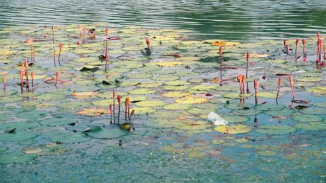 discarded single use plastic water bottle amongst the water lilies in the moat of angkor wat