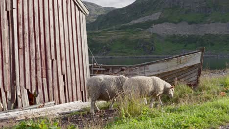 couple of sheep grazing on the meadow next to the wooden shack in norway