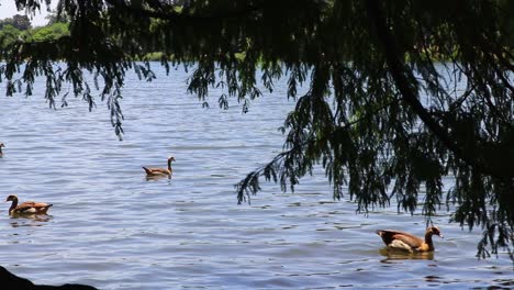 Fernaufnahme-ägyptischer-Gänse-Auf-Einem-See-Oder-Damm-Mit-Einer-Trauerweide-Im-Vordergrund