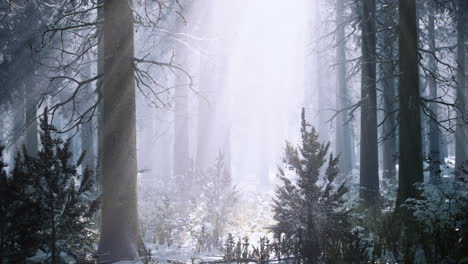 snow covered forest with rays of sunlight filtering through trees