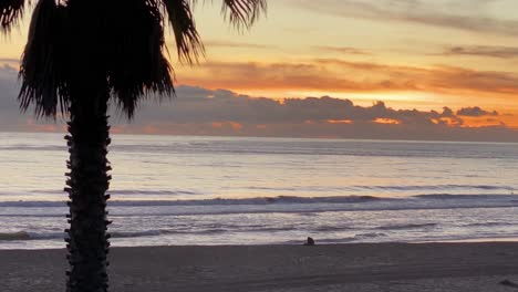 palm silhouette on red sunset