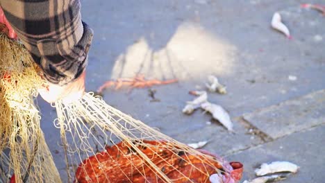 pescador recogiendo rayos rojos recién capturados en una red de pesca