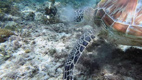 a close-up underwater shot of a beautiful green sea turtle feeding off of the coral reef floor