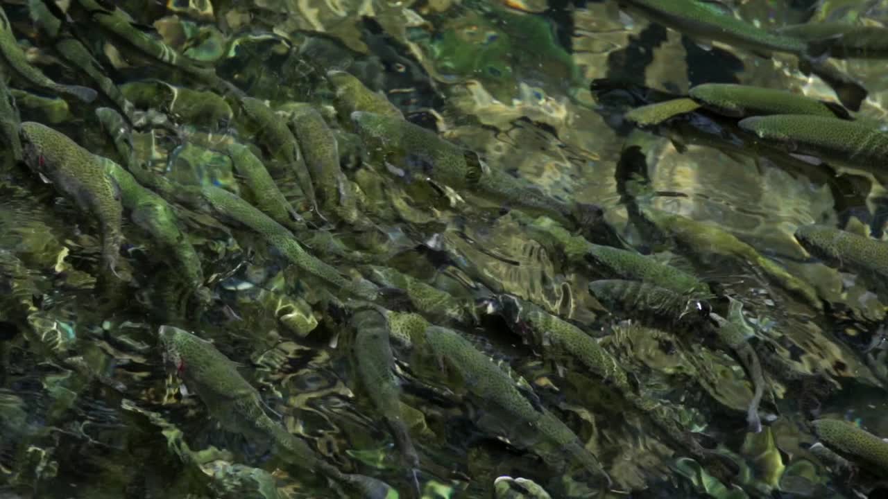 fotografía en cámara lenta de peces nadando en el río cupatitzio en uruapan michoacan