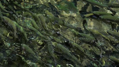 Toma-En-Cámara-Lenta-De-Peces-Nadando-En-El-Río-Cupatitzio-En-Uruapan-Michoacán