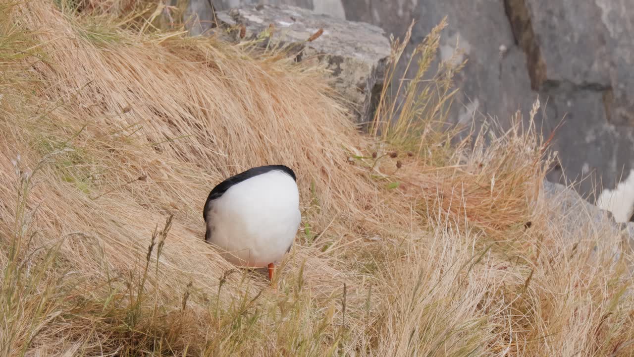 대서양 파핀 (fratercula arctica) 은 룬데 섬 (노르웨이) 의 바위 위에 있습니다.