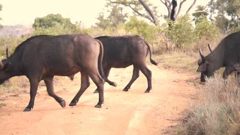 african buffaloes crossing dirt road in african savannah