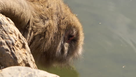 Wild-Japanese-macaque-drinking-water-from-a-pond,-close-up