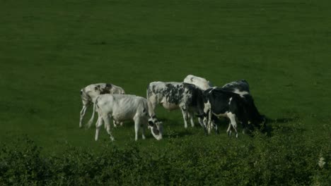 a small herd of cows in a field