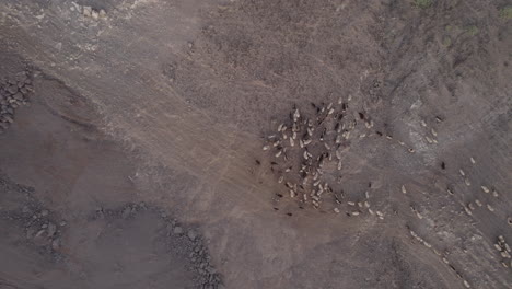 Toma-Aérea-Desde-Arriba-Sobre-Un-Rebaño-De-Ovejas-Y-Cabras-Durante-La-Puesta-De-Sol-Y-En-El-Municipio-De-Galdar-En-La-Isla-De-Gran-Canaria