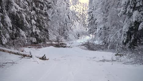 beautiful winter view of a silent snowy road in the woods