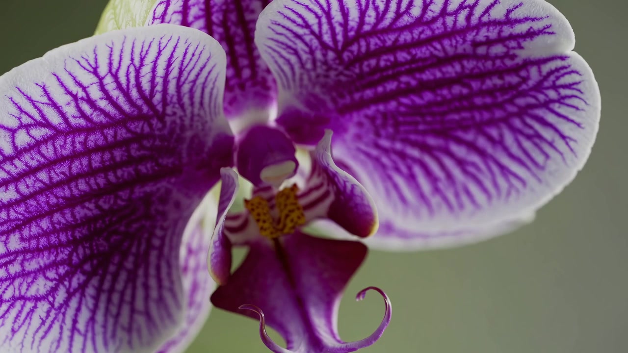 Macro-accéléré d'une orchidée violette et blanche en pleine floraison