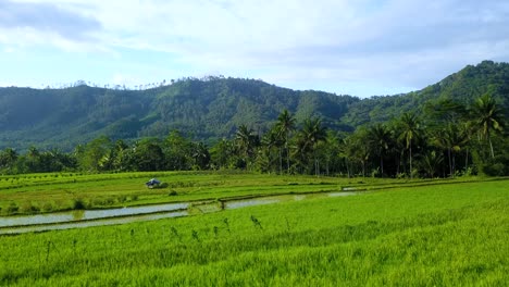 Drone-shot-of-Rice-field-and-view-of-the-hills-accompanied-by-flying-egrets