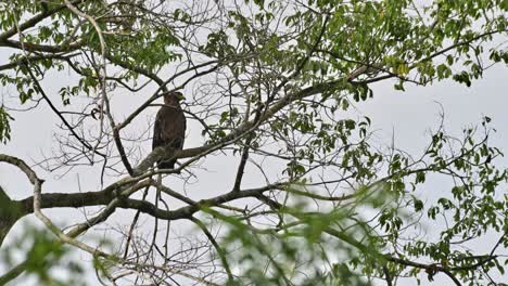 Facing-to-the-right-then-preens-its-front-feathers-as-seen-from-behind-branches,-Crested-Serpent-Eagle-Spilornis-cheela,-Thailand