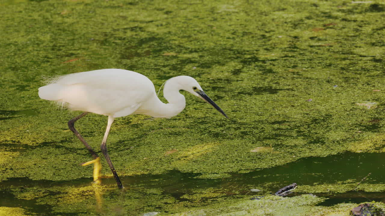 Images of a Little Egret in a Pond