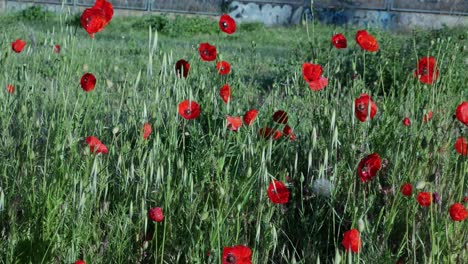 a field with poppies in the city