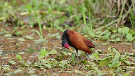 Wattled-Jacana-Preening-its-feathers-in-wetland-habitat