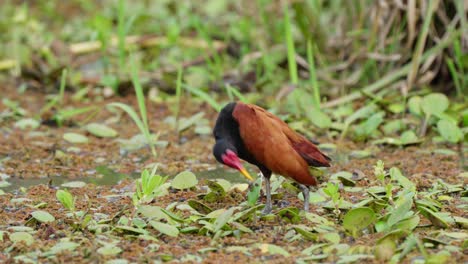 wattled jacana preening its feathers in wetland habitat