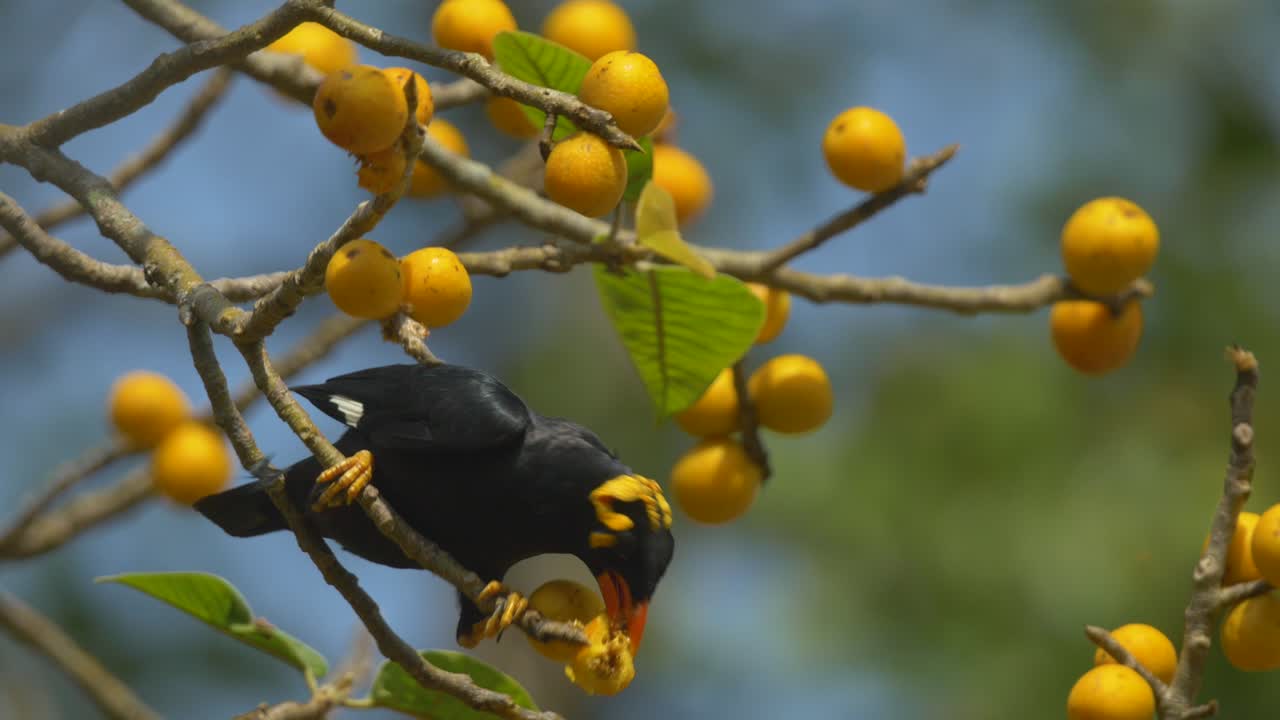 un pájaro myna de la colina sentado en un árbol de ficus alimentándose de higos amarillos en cámara lenta en la india