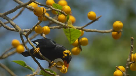 un pájaro myna de la colina sentado en un árbol de ficus alimentándose de higos amarillos en cámara lenta en la india