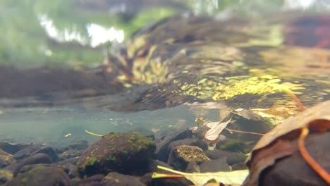 tiro de río submarino en cámara lenta que se levanta lentamente