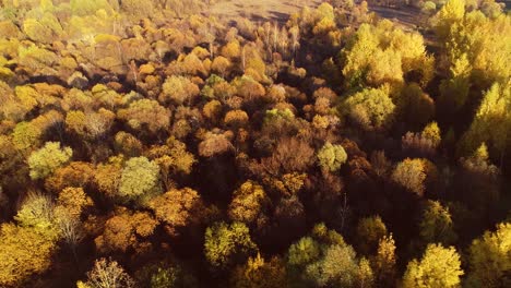 colorful autumn forest wood