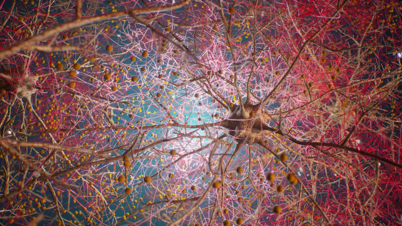 Human Neurons And Neural Network Connections