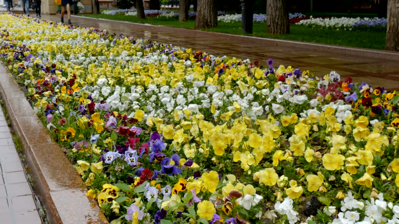 Flowers on the flowerbed. There is a fine rain. People are rushing to work.