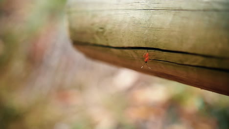 Pequeño-Insecto-En-Un-Poste-De-Madera-Durante-El-Día