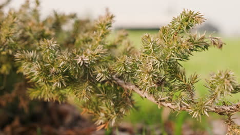 Common-Juniper-Plant-In-A-Garden-During-Sunny-Day-With-Blurry-Background