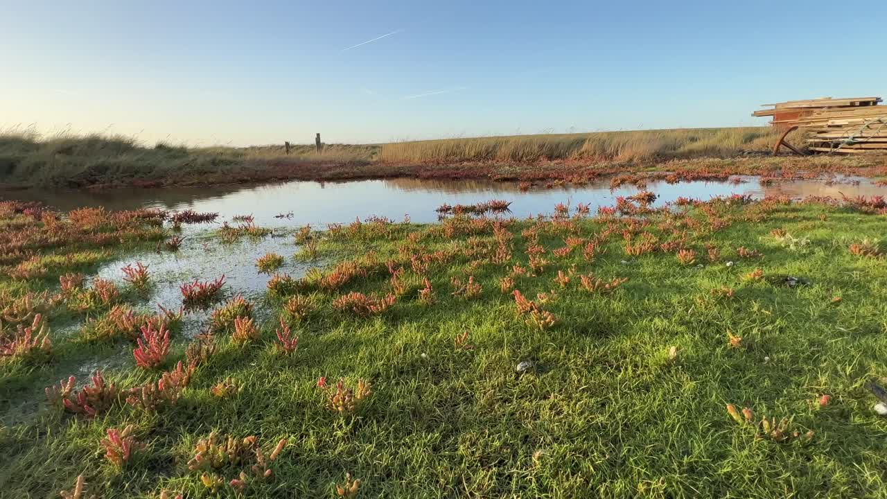 imágenes doradas de puesta de sol de tierras pantanosas poco profundas con un pequeño pantano rojo, plantas de marea, escena costera con puesta de sol dorada, agua ondulada poco profunda y vida vegetal