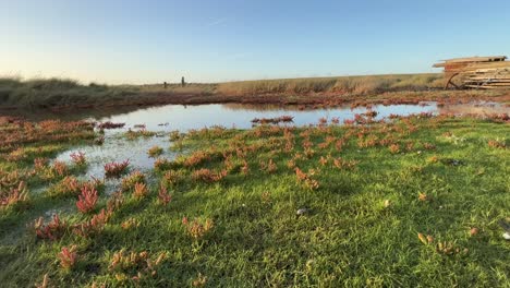 Golden-sunset-footage-of-bog-shallow-marshlands-lands-with-a-small-red-marsh,-tidal-plants,-Coastal-scene-with-golden-sunset,-shallow-rippling-water,-and-plant-life