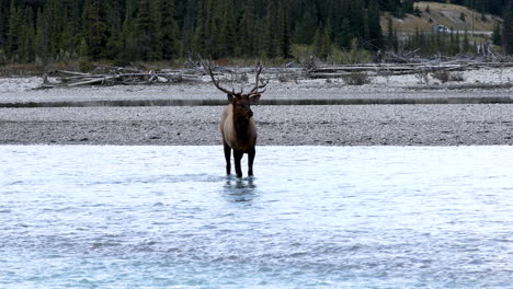 Beautiful-Bull-Elk-standing-in-river-stream-in-the-wilderness-of-Northern-America