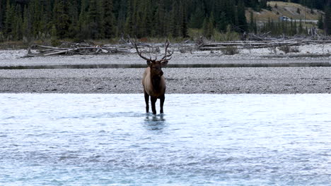 hermoso alce de toro parado en el arroyo del río en el desierto de américa del norte