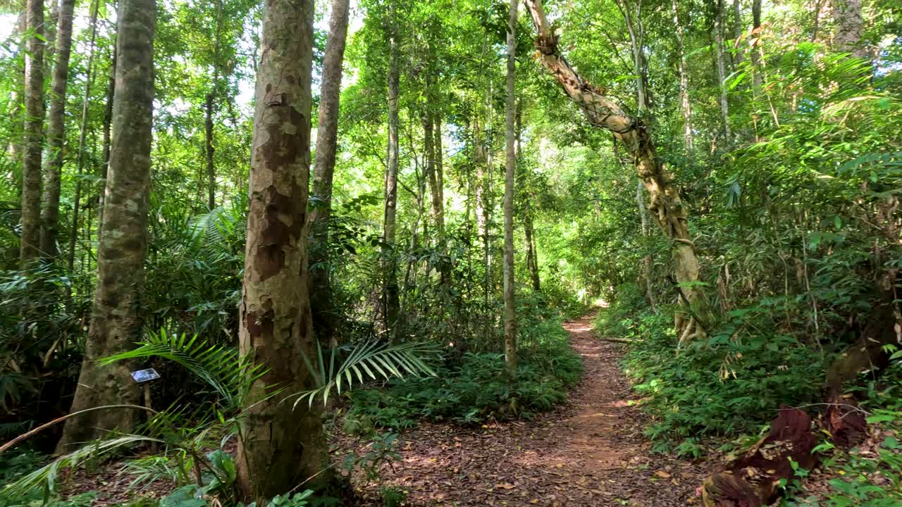 camino del bosque sereno rodeado de densa vegetación