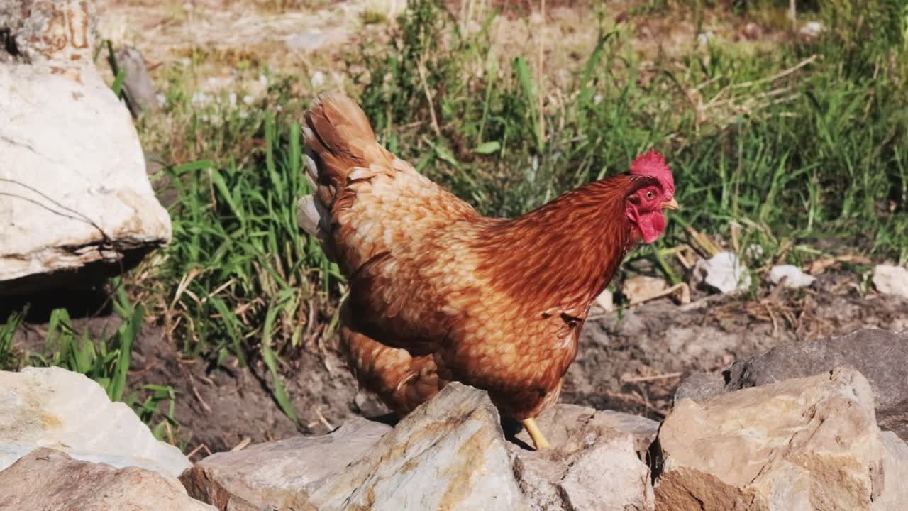 Mutlu, şişman, kahverengi bir serbest gezen tavuk bir kaya yığınının üzerine zıplıyor ve bağırıyor