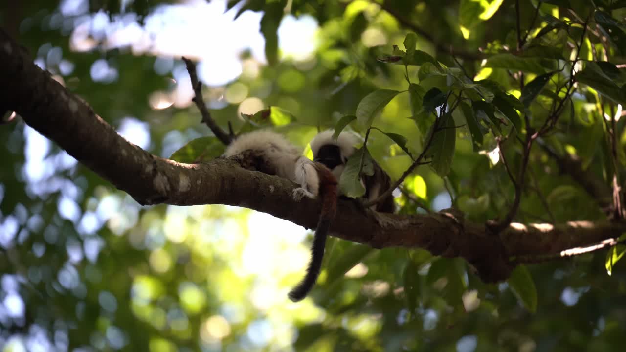 Two Cotton Top Tamarins on a Tree Branch