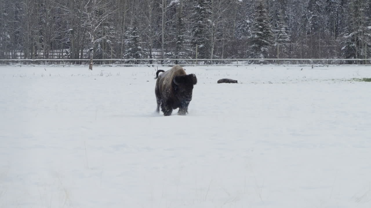 캐나다 유콘 주 화이트호스 에서 눈 인 들판 을 고 있는 비손 - 느린 동영상