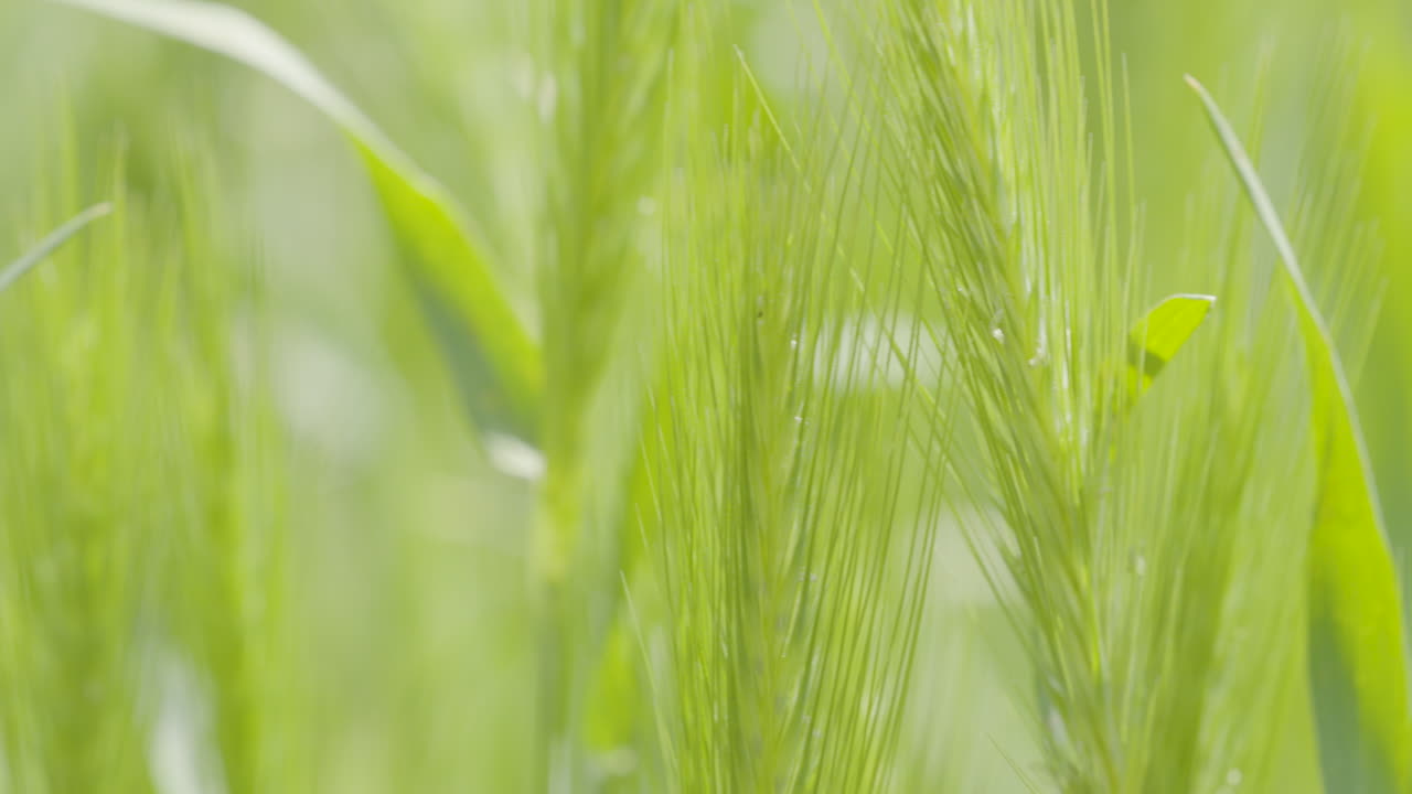 ⁇ 은 날 바람에 흔들리는 녹색 자기 재배 곡물의 매크로  ⁇